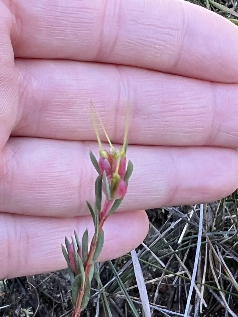 Darwinia biflora photo 5