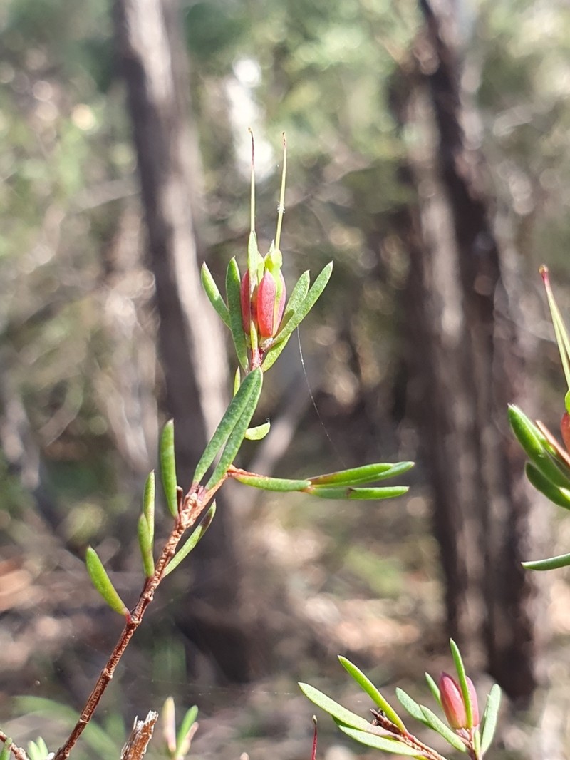 Darwinia biflora photo 6