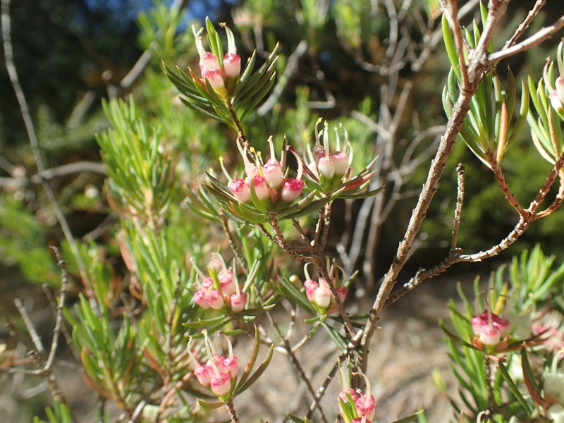 Darwinia briggsiae