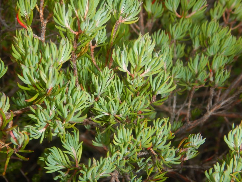Darwinia briggsiae photo 2