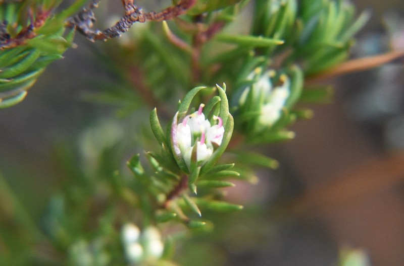 Darwinia briggsiae photo 3