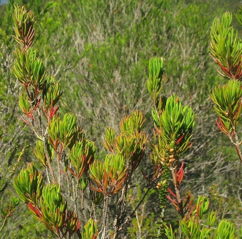 Darwinia briggsiae photo 4