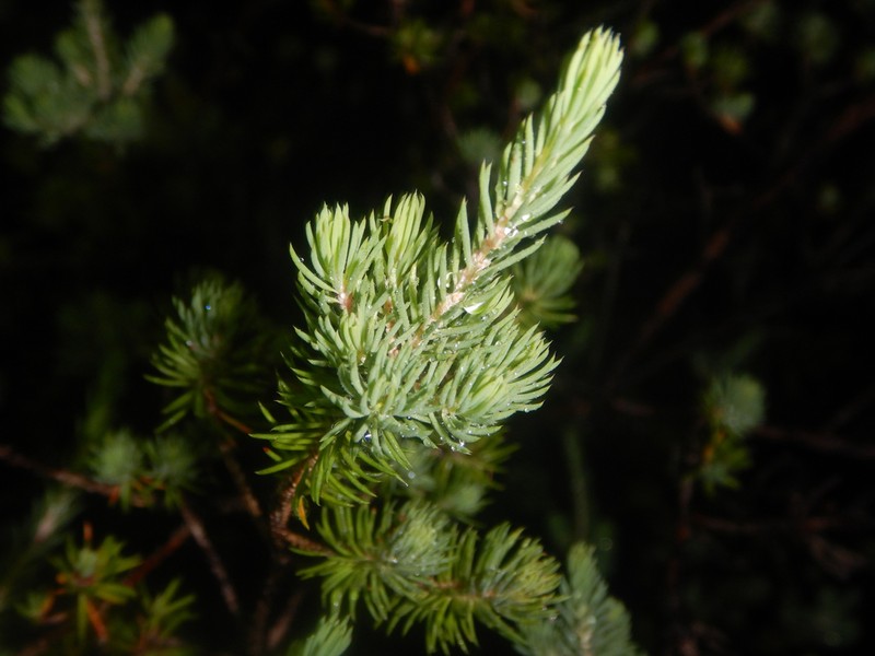 Darwinia briggsiae photo 6