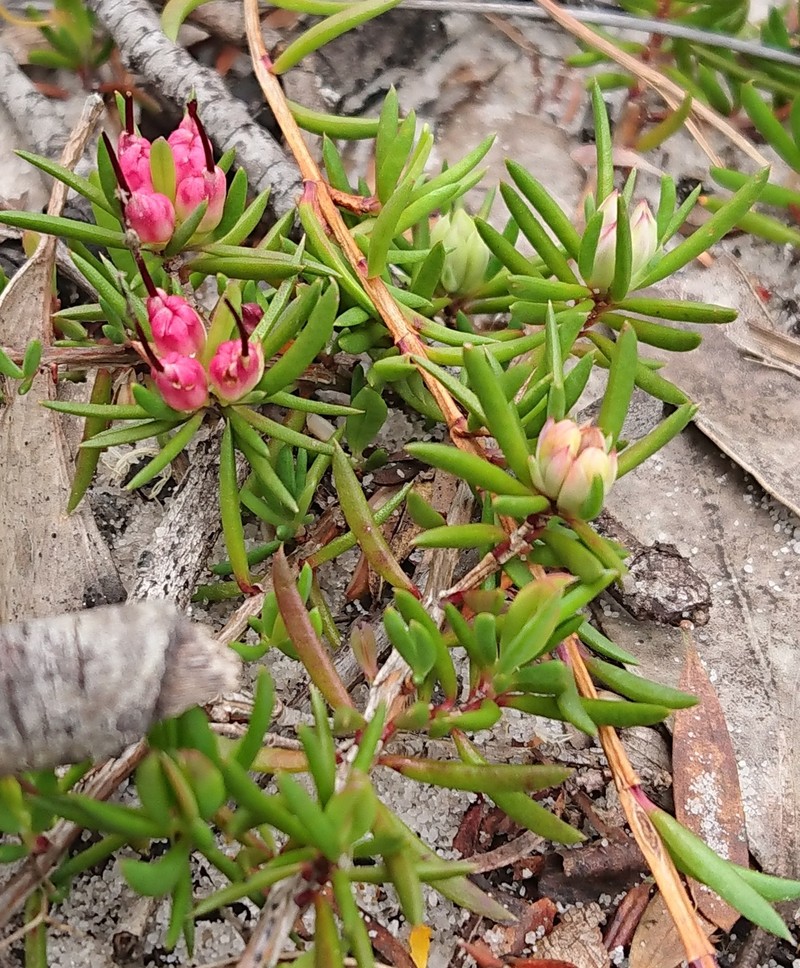 Darwinia briggsiae photo 7