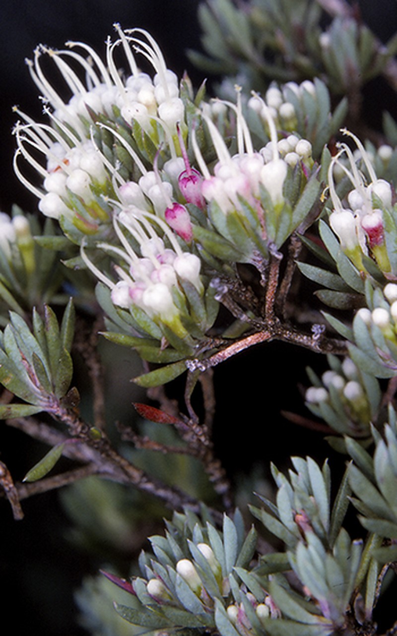 Darwinia camptostylis