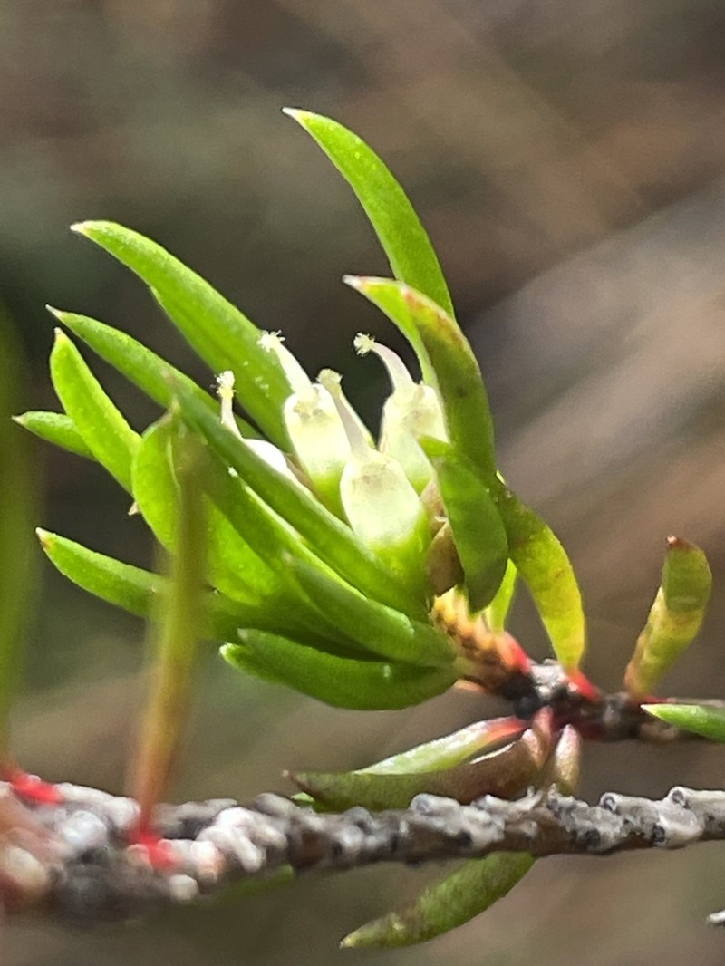 Darwinia camptostylis photo 2