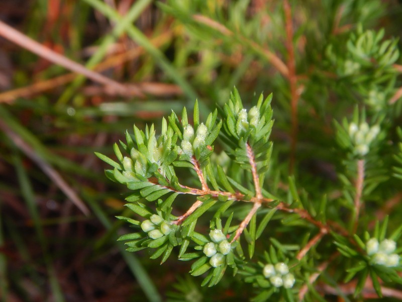 Darwinia camptostylis photo 3