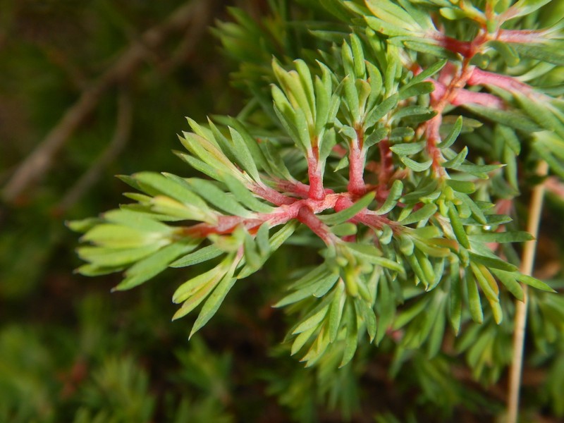 Darwinia camptostylis photo 4