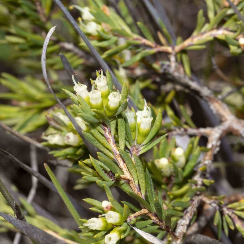 Darwinia camptostylis photo 5