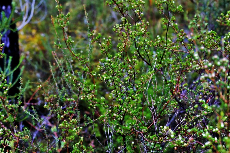 Darwinia camptostylis photo 6