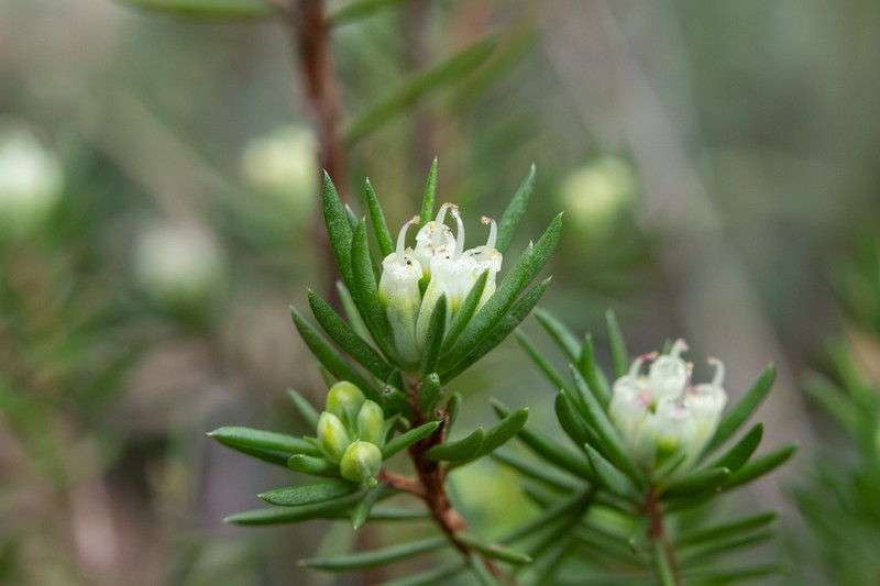Darwinia camptostylis photo 7