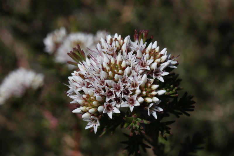 Darwinia capitellata