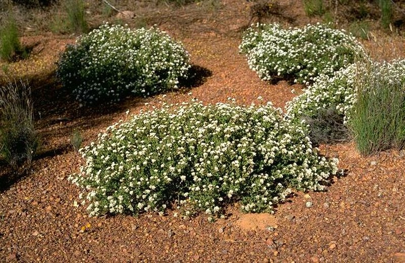 Darwinia capitellata photo 2
