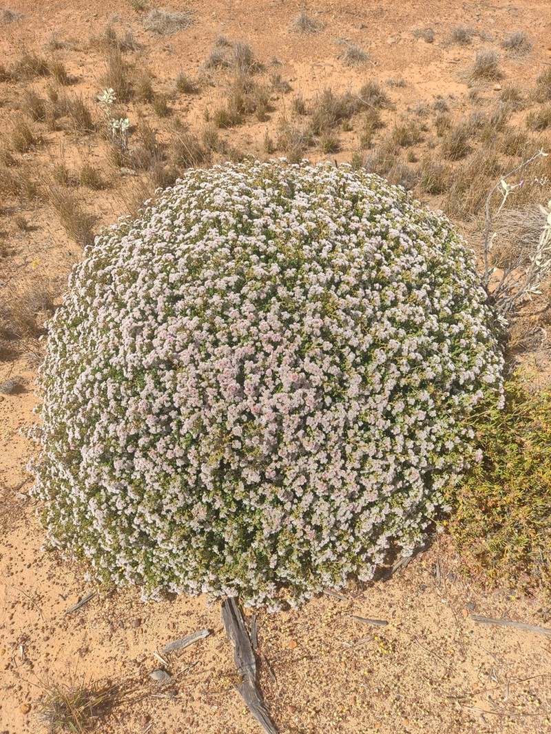 Darwinia capitellata photo 3
