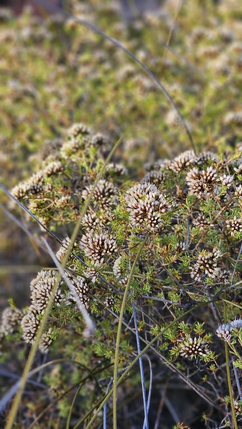 Darwinia capitellata photo 4