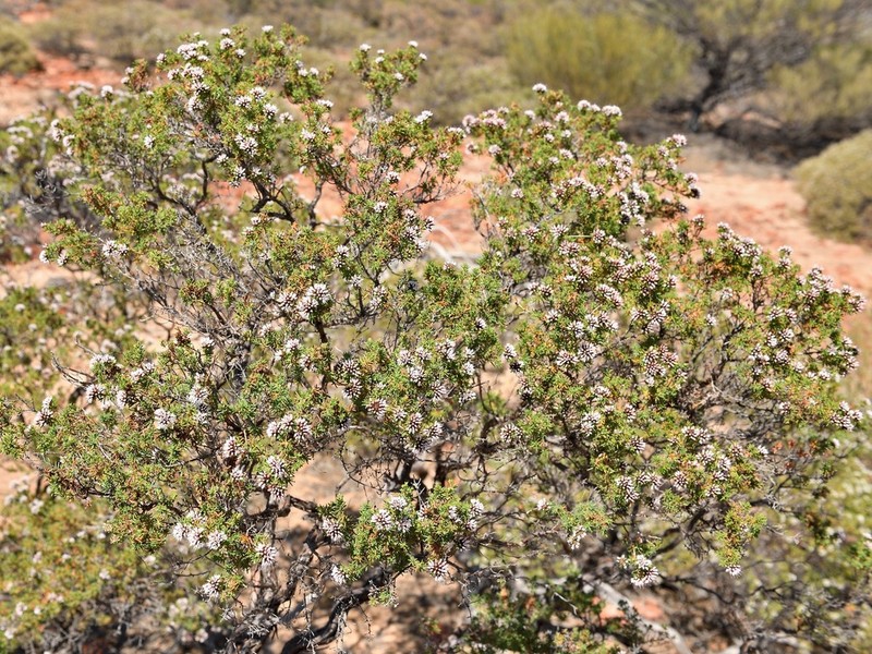 Darwinia capitellata photo 5