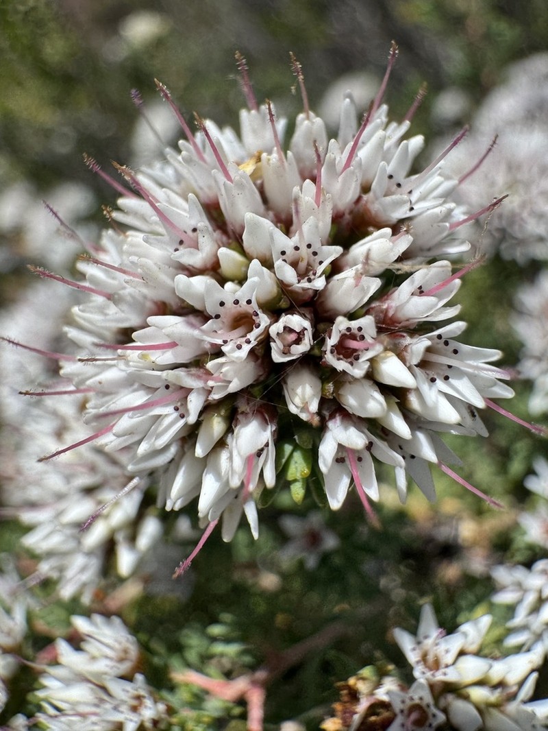 Darwinia capitellata photo 6