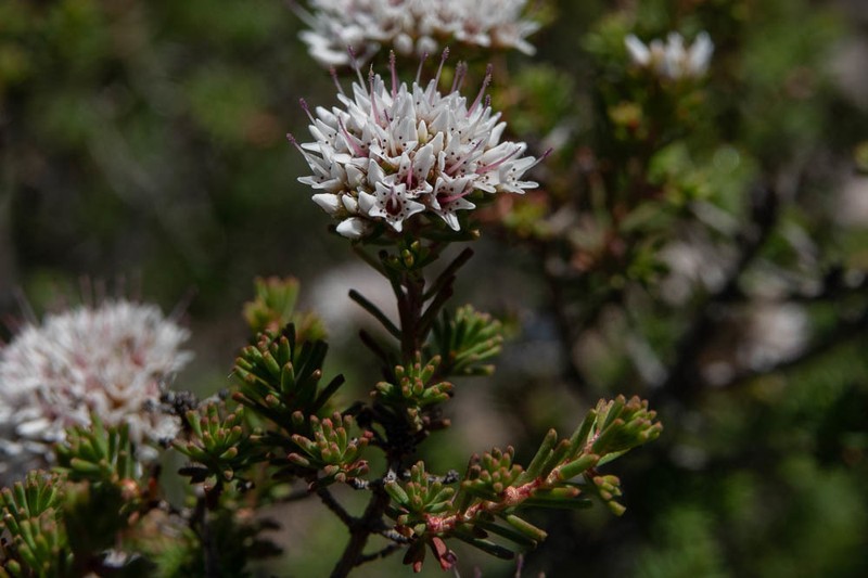 Darwinia capitellata photo 7