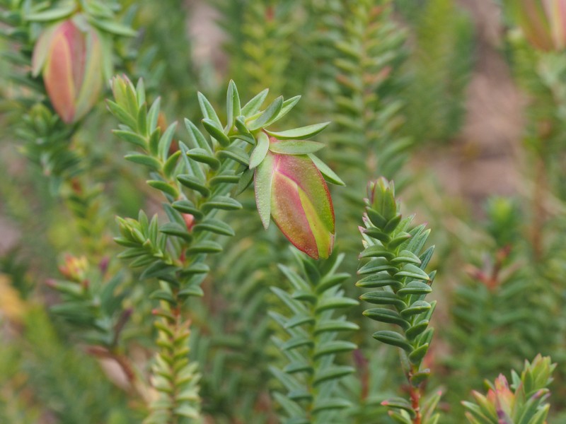 Darwinia carnea