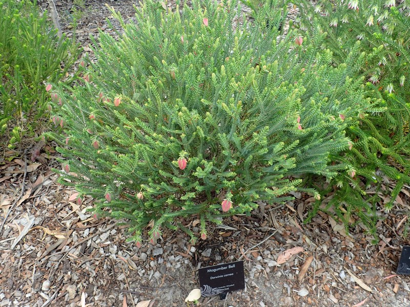 Darwinia carnea photo 2