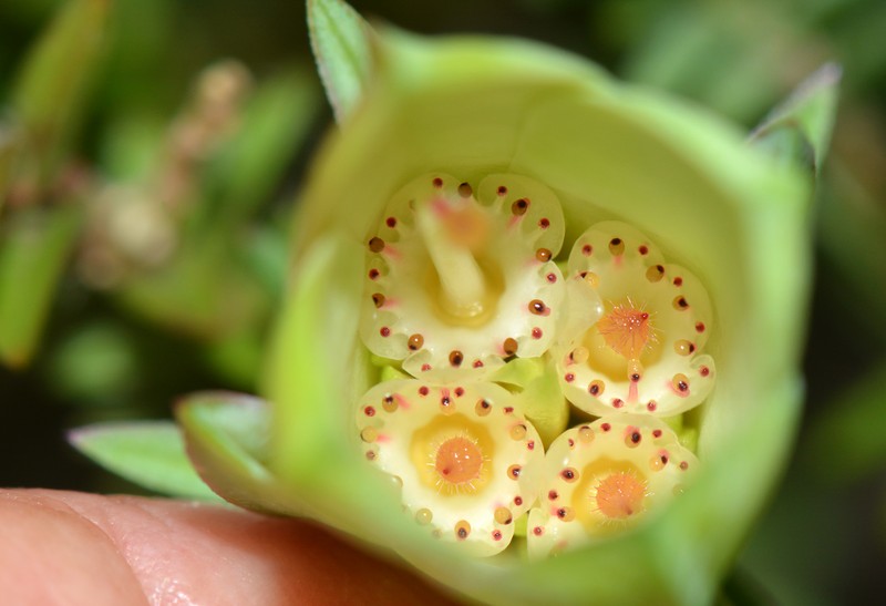 Darwinia carnea photo 3