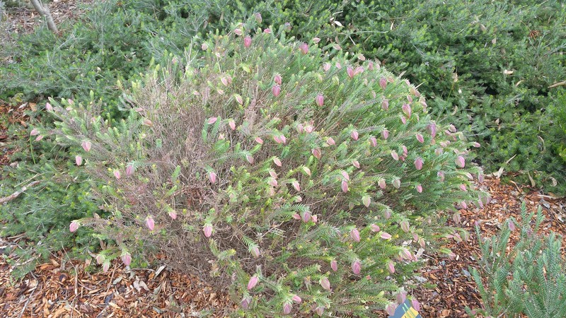 Darwinia carnea photo 4
