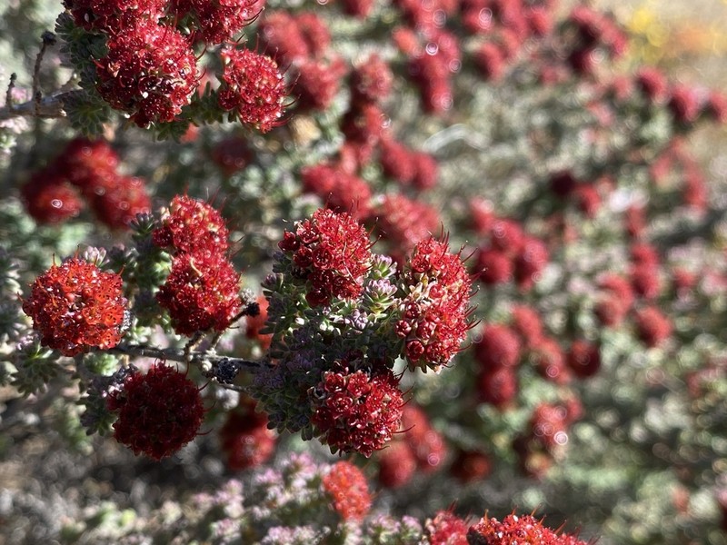Darwinia chantiae