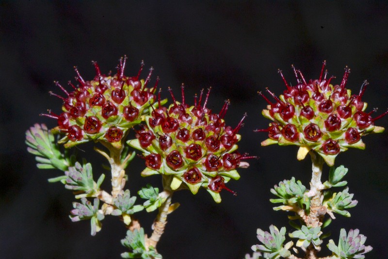 Darwinia chantiae photo 2