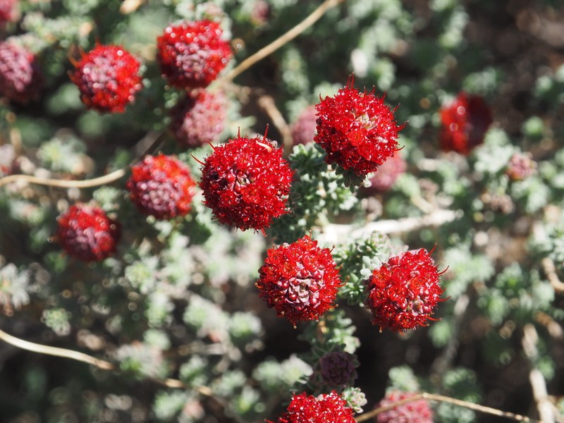 Darwinia chantiae photo 3