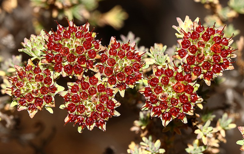 Darwinia chantiae photo 4