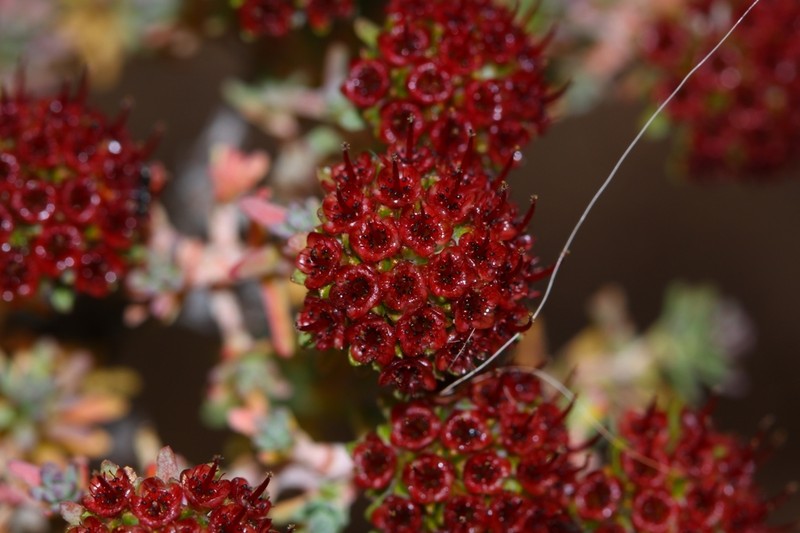 Darwinia chantiae photo 5