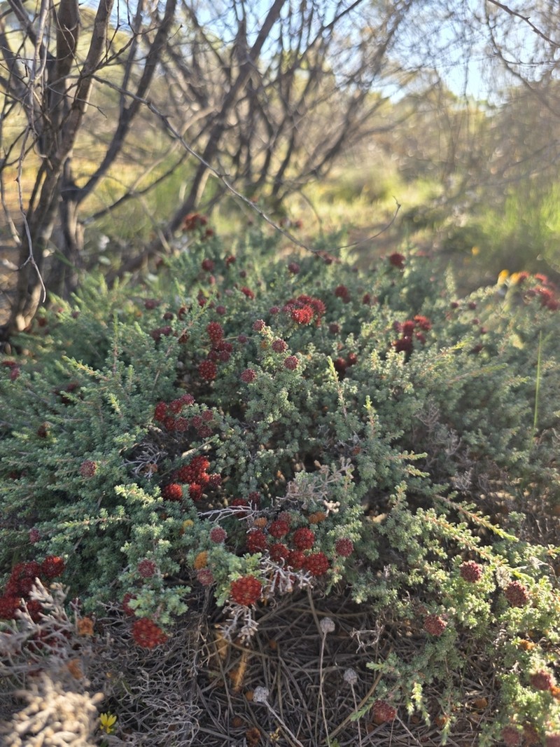 Darwinia chantiae photo 6