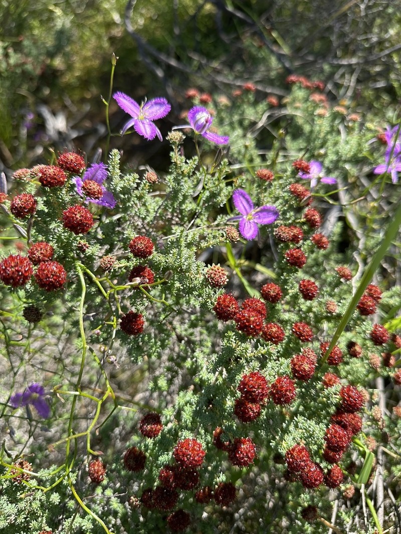 Darwinia chantiae photo 7