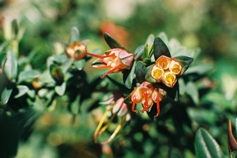 Darwinia citriodora
