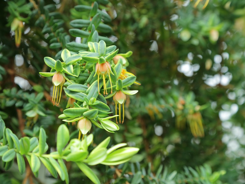 Darwinia citriodora photo 2