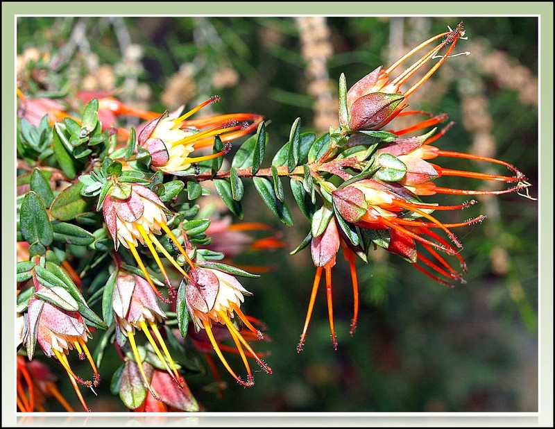 Darwinia citriodora photo 3