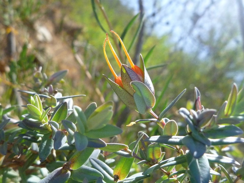 Darwinia citriodora photo 4