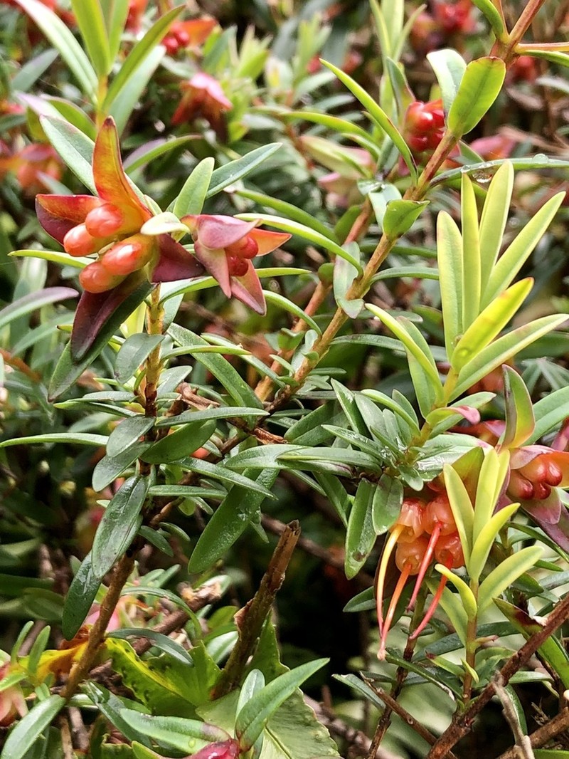 Darwinia citriodora photo 5