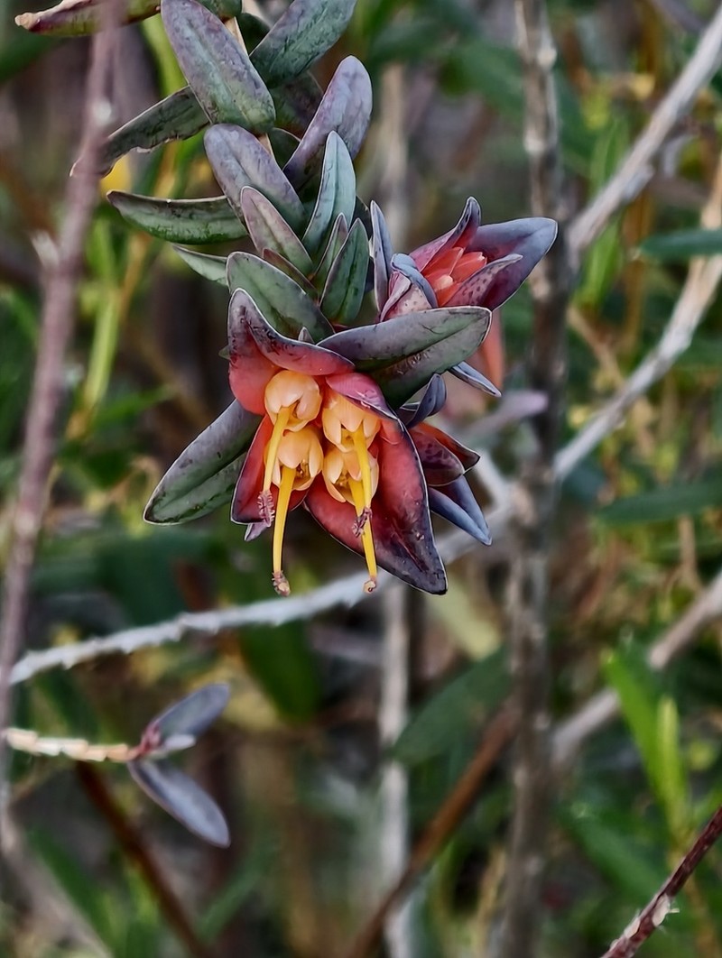 Darwinia citriodora photo 6