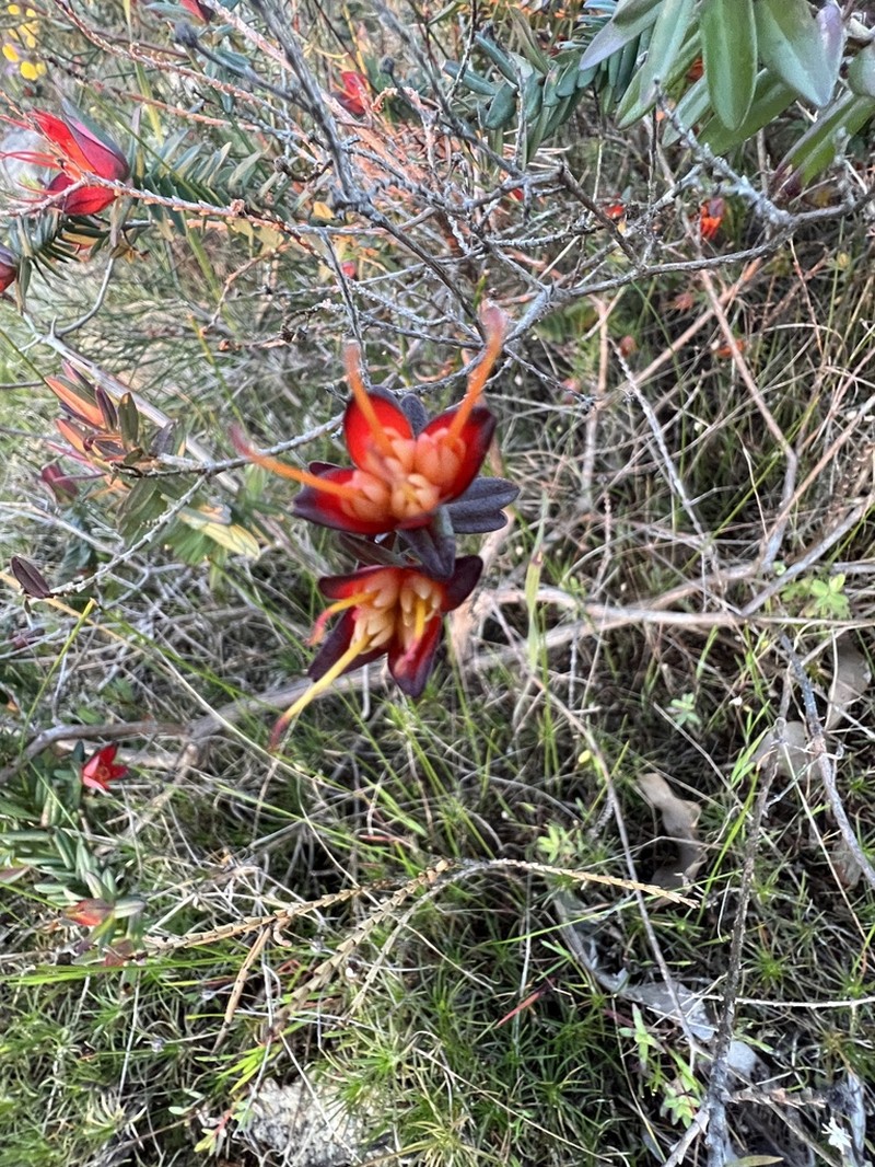 Darwinia citriodora photo 7