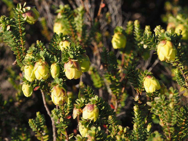 Darwinia collina
