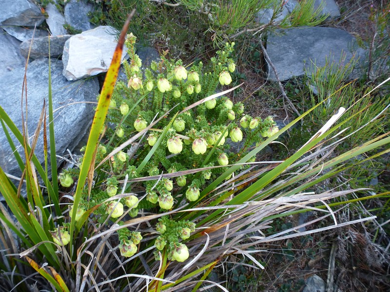 Darwinia collina photo 2