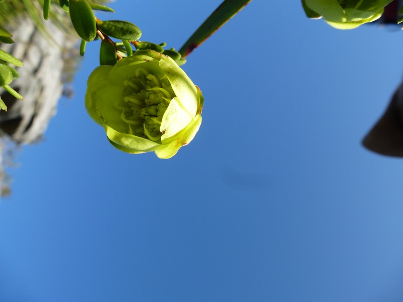 Darwinia collina photo 3