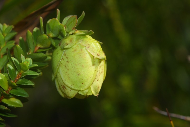 Darwinia collina photo 4