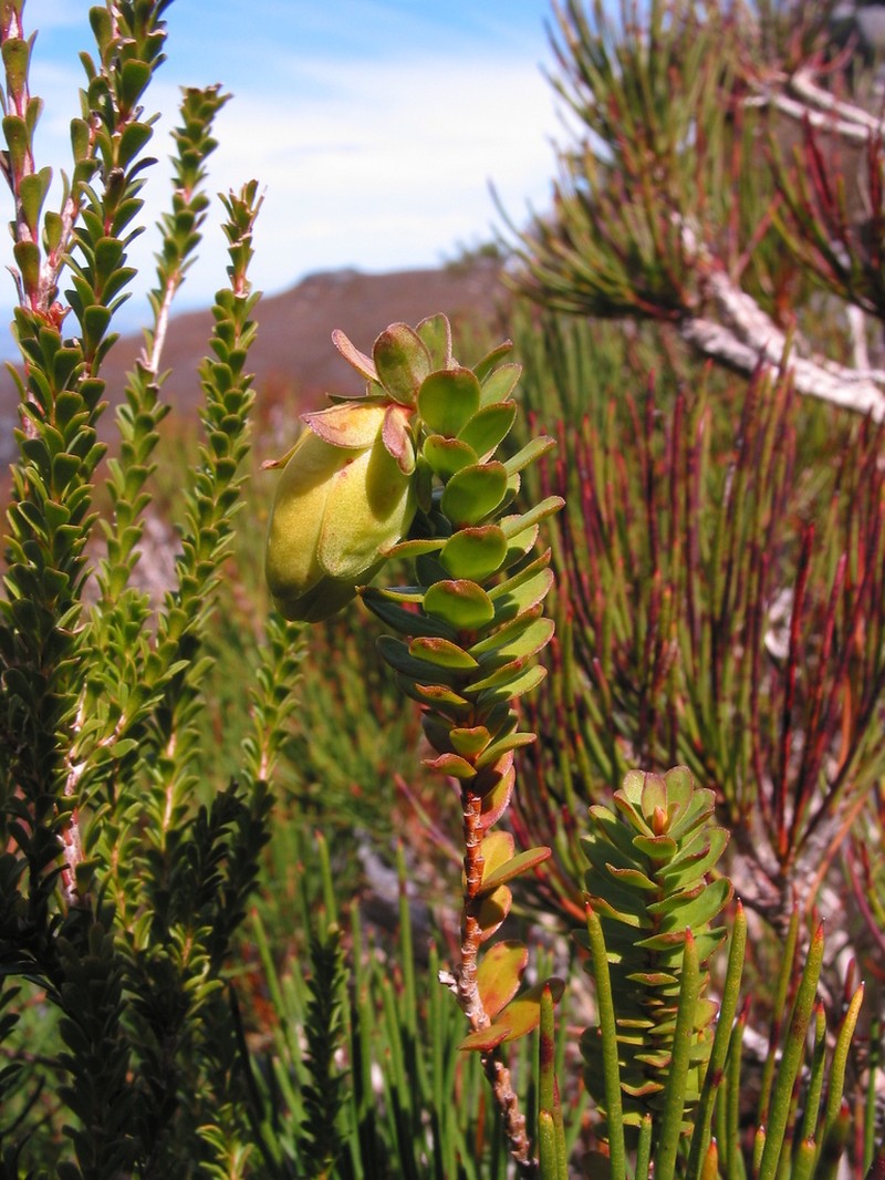 Darwinia collina photo 5