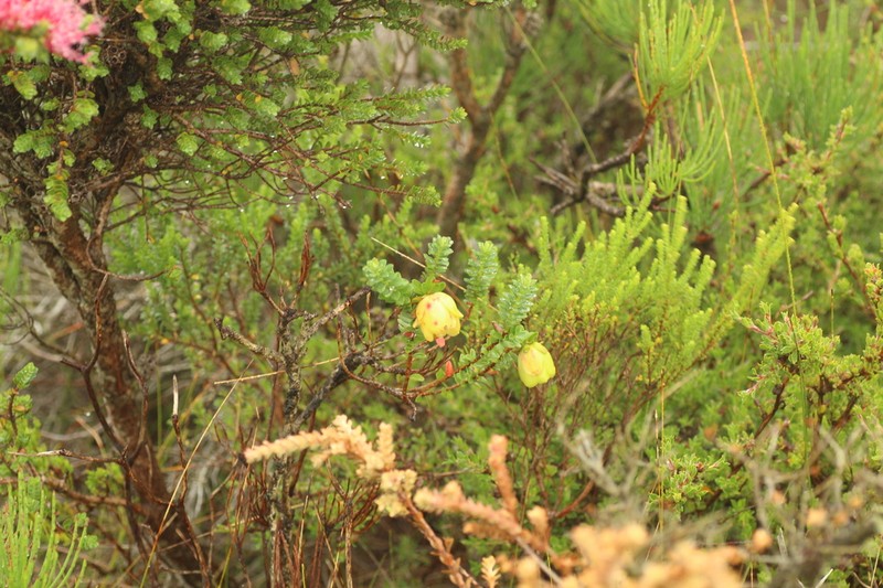 Darwinia collina photo 6