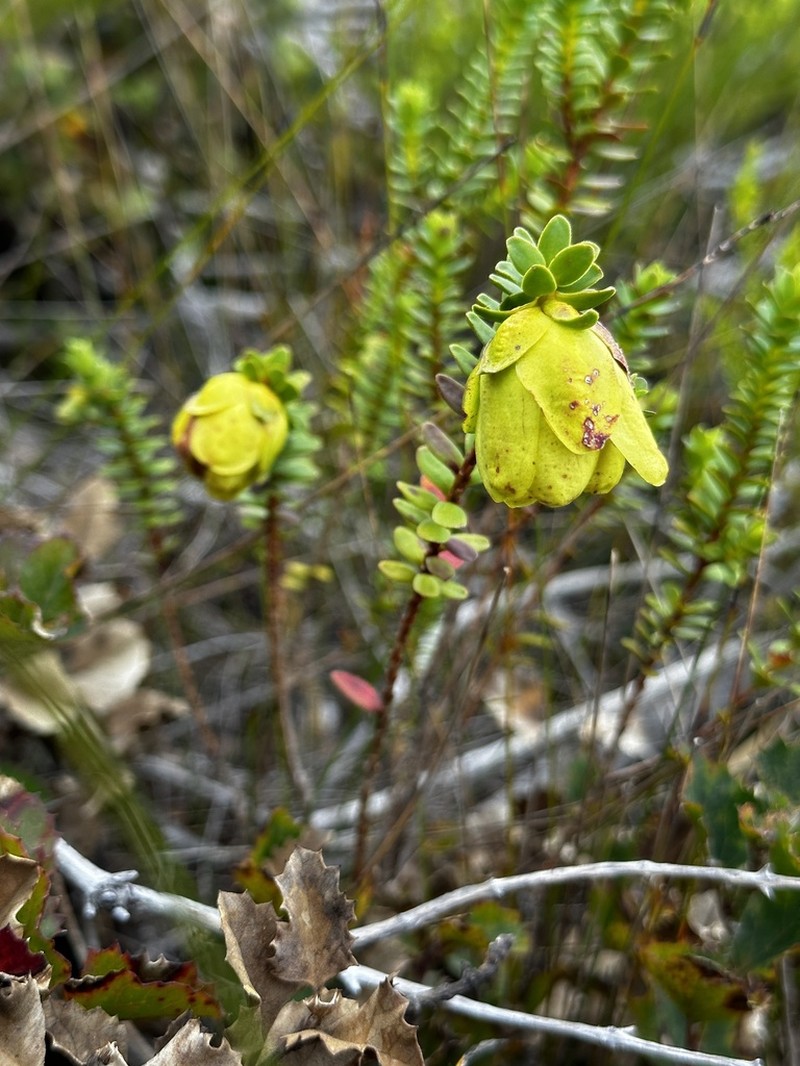 Darwinia collina photo 7