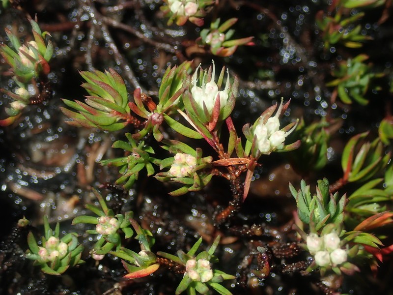 Darwinia diminuta photo 2