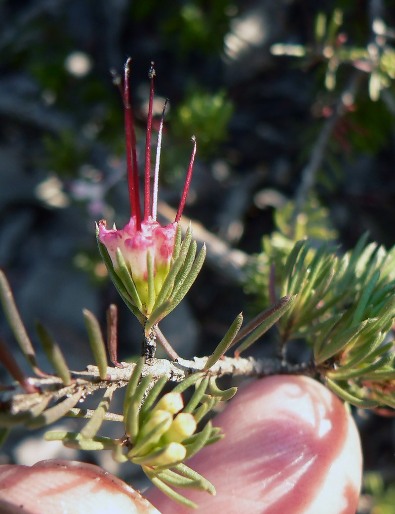 Darwinia diminuta photo 3