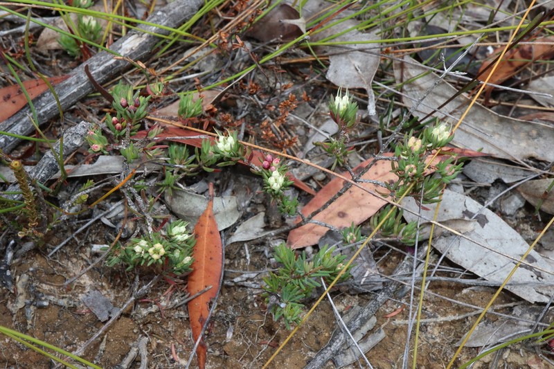 Darwinia diminuta photo 4